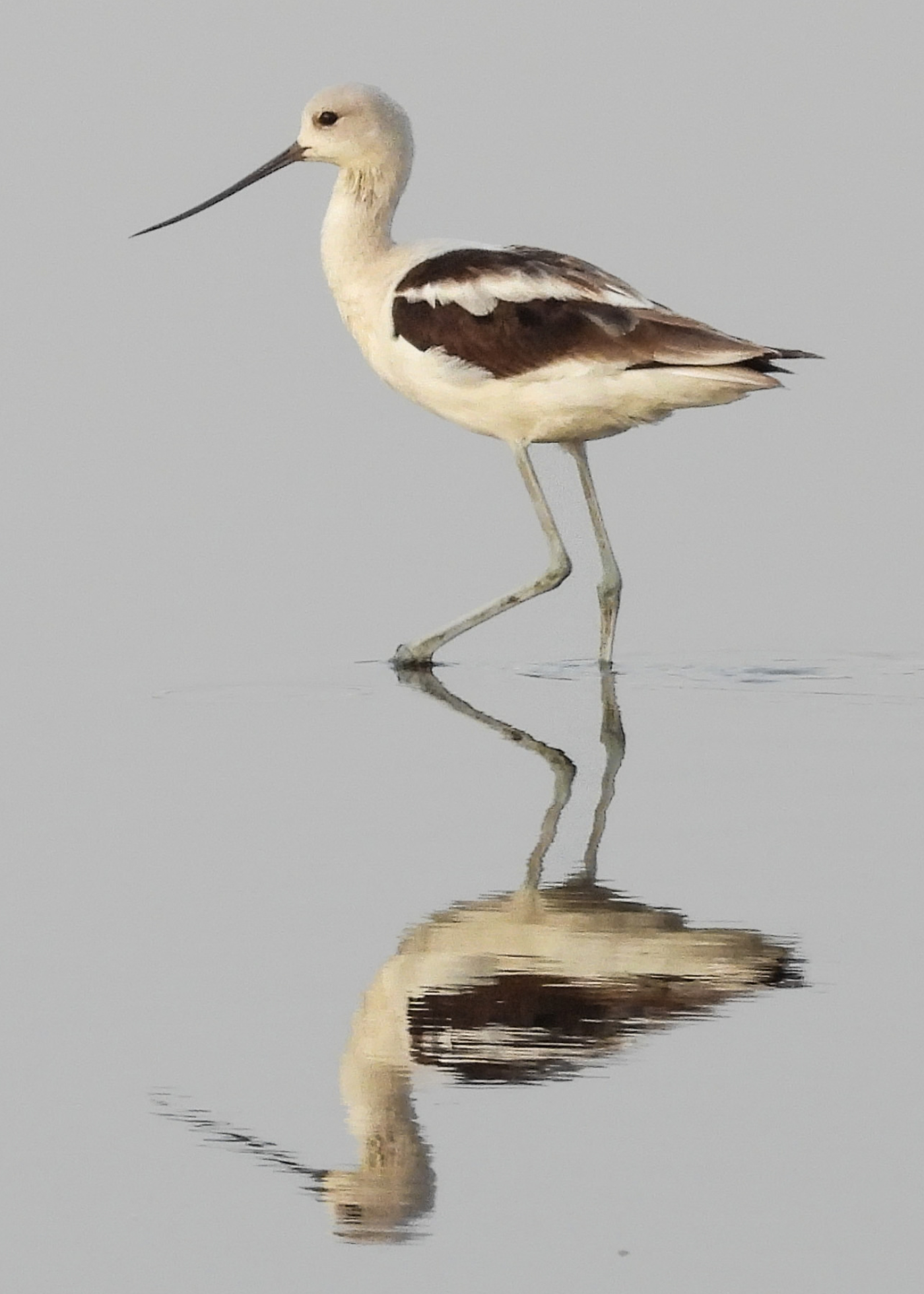 American Avocet photographed by Maria Zdroik